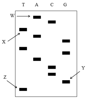 The Image Below Shows A Dna Sequencing Gel Using The Sanger Biology