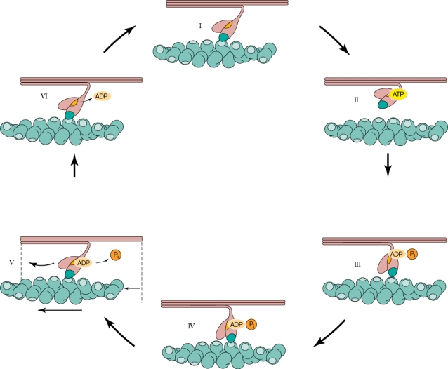 Refer To The Figure Shown Biology