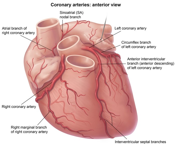 D   Click here for posterior view The right and left main coronary arteries arise directly from the root of the aorta and provide the blood supply to the heart.  The left main coronary artery divides into the left anterior descending (LAD) and circumflex coronary arteries, which supply most of the anterior and left lateral surfaces of the heart. In 85%-90% of individuals, the <strong>right coronary artery</strong> gives rise to the <strong>posterior descending artery</strong>.  Such patients are said to have <strong>right dominant</strong> coronary circulation.  The posterior descending artery runs down the posterior interventricular groove and supplies the posterior one third of the interventricular septum and most of the inferior wall of the left ventricle. The <strong>inferior (diaphragmatic) surface</strong> of the heart is formed by the left ventricle (two thirds) and right ventricle (one third), which are separated by the posterior interventricular groove.  Because most individuals have right dominant circulation, occlusion of the right coronary artery is most likely to cause inducible ischemia of the inferior surface of the heart. <strong>(Choice A)</strong>  The LAD artery normally supplies the anterior two thirds of the interventricular septum (septal branches), the anterior wall of the left ventricle (diagonal branches), and part of the anterior papillary muscle. <strong>(Choice B)</strong>  The left circumflex coronary artery usually supplies the lateral and posterior superior walls of the left ventricle via obtuse marginal branches. <strong>(Choice C)</strong>  In approximately 10% of individuals, the posterior descending artery derives from the circumflex branch of the left main coronary artery (left dominant circulation); therefore, the left main coronary artery is not the artery most likely occluded in this patient. <strong>(Choice E)</strong>  The right marginal branch of the right coronary artery supplies the wall of the right ventricle and may provide collateral circulation in patients with LAD occlusion. <strong>Educational objective:</strong> The inferior wall of the left ventricle forms most of the inferior (diaphragmatic) surface of the heart and is supplied by the posterior descending artery.  In 85%-90% of individuals, the posterior descending artery derives from the right coronary artery (right dominant coronary circulation). __________ References: Anatomy, histology, and pathology of coronary arteries: A review relevant to new interventional and imaging techniques--Part I. (http://www.ncbi.nlm.nih.gov/pubmed/1617826)