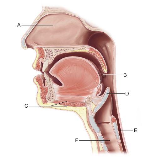 An 8-month old boy is presented to the pediatric emergency department due to breathlessness. In the last previous days, the patient had a runny stuffy nose. She started coughing this evening with breathing noises. The patient has met all his developmental stages and received all of her immunizations. The patient has a barking cough, inspiratory stridor, and intercostal retractions. Which part of the airway is the most likely affected in this patient?   A) A B) B C) C D) D E) E F) F