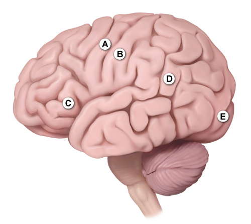 A 65-year-old man is brought to the emergency department due to an acute change in mental status.  The patient was having dinner with his family when he suddenly had difficulty using his fork and appeared confused.  Other medical conditions include type 2 diabetes mellitus, hyperlipidemia, and hypertension.  The patient is a high school calculus teacher and has a 40-pack-year smoking history.  Blood pressure is 180/98 mm Hg and pulse is 98/min and regular.  On physical examination, the patient is well oriented, answers questions appropriately, and has no motor, sensory, or visual deficits.  He is unable to add simple numbers such as 17 plus 9; he is also unable to recognize or distinguish his fingers.  Which of the following brain areas is most likely affected in this patient?   A) A B) B C) C D) D E) E