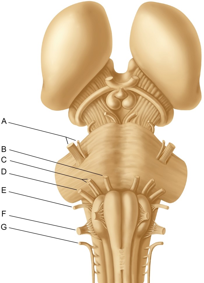 A 34-year-old man is evaluated in the clinic due to persistent buzzing in his right ear for the past 6 months.  The patient also has decreased hearing on the right side.  He has had no fever, ear pain, runny nose, sore throat, or cough.  The patient does not use cotton swabs and has not been exposed to loud noise.  He tried using over-the-counter oral pseudoephedrine with no improvement in his symptoms.  On physical examination, there is no sinus tenderness, and mucous membranes are moist without erythema or exudate.  Otoscopic examination reveals normal-appearing external auditory canals bilaterally with pinkish-grey tympanic membranes.  MRI of the brain reveals an intracranial tumor.  This patient's lesion has most likely arisen from which of the following structures?   A) A B) B C) C D) D E) E F) F G) G