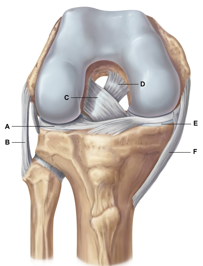 A 16-year-old boy comes to the emergency department due to right knee pain after a fall.  His symptoms started after a ski accident in which he twisted the right lower leg outward relative to the thigh.  He has no medical conditions and currently takes no medications.  On examination, there is swelling and tenderness on the medial aspect of the right knee.  Widening of the medial joint line can be felt when a gentle force is applied to the lateral knee with the lower leg kept stationary.  Which of the following labelled structures is most likely injured in this patient?   A) A B) B C) C D) D E) E F) F