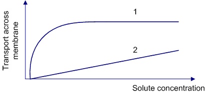 Two graphs illustrating the transport rate of solutes across the plasma membrane are shown on the slide below.   Which of the following best explains the difference in the shape of the curves? A) Different amounts of membrane surface area for diffusion B) Different degrees of membrane thickness C) The 2 solutes have different molecular weights D) The 2 solutes have different oil/water partition coefficients E) The presence of a protein transporter