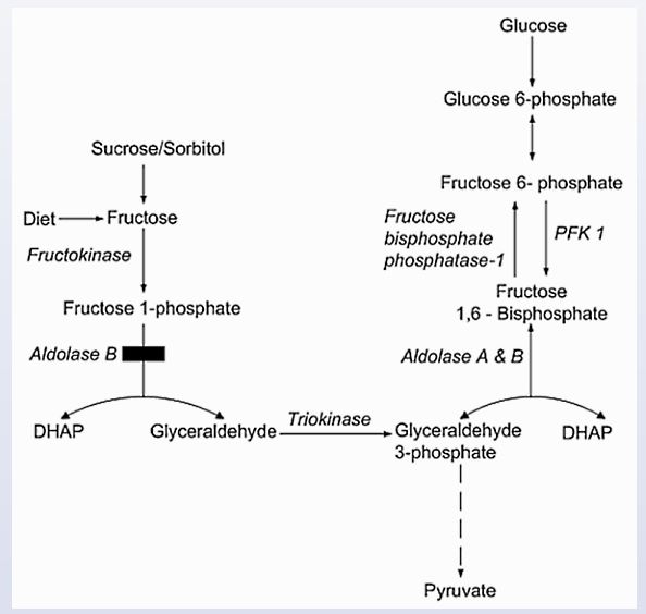 B   Dietary fructose is obtained mainly from fruits, vegetables, honey, table sugar (sucrose), and processed foods.  Fructose is rapidly absorbed in the proximal small bowel by the hexose transporter GLUT 5.  Initial metabolism of fructose involves three enzymes: fructokinase, aldolase B, and triokinase.  Fructose is phosphorylated on the first carbon by hepatic fructokinase, yielding fructose-1-phosphate.  Metabolism of fructose-1-phosphate by aldolase B generates dihydroxyacetone phosphate (DHAP) and glyceraldehyde.  Glyceraldehyde is then phosphorylated to glyceraldehyde-3-phosphate (G3P), an intermediate of glycolysis, by triose kinase.  DHAP can also be converted to G3P by triose phosphate isomerase. Aldolase B deficiency causes the potentially life-threatening disorder known as hereditary fructose intolerance.  Patients typically present when fructose-containing foods are introduced into the diet.  The primary manifestations are vomiting and hypoglycemia about 20-30 minutes after fructose ingestion.  Hypoglycemia results from intracellular accumulation of fructose-1-phosphate and depletion of inorganic phosphate, which inhibit glycogenolysis and gluconeogenesis.  Failure to thrive, hepatomegaly, and jaundice can also occur.  Undiagnosed individuals may eventually develop liver and renal failure.  Elimination of dietary fructose is the mainstay of treatment and results in symptom improvement with a good long-term prognosis. <strong>(Choices A and D)</strong>  Galactose-1-phosphate uridyl transferase deficiency (classic galactosemia) is an autosomal recessive disorder characterized by vomiting, feeding intolerance, neonatal jaundice, hepatomegaly, and death if untreated.  Symptoms start soon after breastfeeding is initiated.  Galactokinase deficiency is a more benign disorder of galactose metabolism that results in the formation of neonatal cataracts. <strong>(Choice C)</strong>  Fructokinase deficiency causes essential fructosuria, a benign autosomal recessive disorder.  Fructose from the diet is absorbed and secreted freely in the urine due to impairment of the first step in fructose metabolism. <strong>(Choice E)</strong>  Glycogenolysis is accomplished mainly by glycogen phosphorylase and debranching enzyme, but a small amount is also broken down by the lysosomal enzyme α-1,4-glucosidase.  Alpha-glucosidase (or acid maltase) deficiency causes Pompe disease.  This disease presents not with hypoglycemia, but with cardiomyopathy and hypotonia. <strong>Educational objective:</strong> Aldolase B deficiency causes hereditary fructose intolerance.  This disease manifests after introduction of fructose into the diet with vomiting and hypoglycemia about 20-30 minutes after fructose ingestion.  These infants can present with failure to thrive, jaundice, and hepatomegaly.