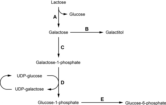A 5-day-old term newborn is brought to the emergency department for multiple episodes of emesis.  The breastfed infant has been having fewer wet diapers over the last 2 days.  Vital signs show tachycardia, tachypnea, and hypotension.  Physical examination shows an icteric, lethargic baby with a sunken fontanelle, dry mucous membranes, and hepatomegaly.  A blood culture is drawn and empiric antibiotics are initiated.  Hematologic studies show leukocytosis with bandemia.  Serum studies show hypoglycemia and elevated transaminases.  The ammonia level is normal.  Newborn screen is pending.  Preliminary results from arterial blood culture show gram-negative rods.  The infant is placed on a special formula and gradually improves over the next few days.  Which of the following steps in metabolism is most likely impaired in this patient?   A) A B) B C) C D) D E) E