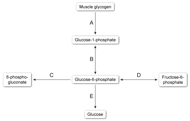 A 15-year-old boy is brought to the clinic due to poor exercise endurance.  He recently began weight lifting with friends but has had difficulty performing the exercises.  The patient states that his arms  feel like jelly after just a few repetitions.   He also has severe muscle cramping and has noticed occasional urine discoloration after training sessions.  Further evaluation reveals that the patient's exercise tolerance can be greatly improved by drinking an oral glucose solution before beginning a strenuous activity.  Vital signs are normal, and examination is unremarkable.  This patient is most likely deficient in an enzyme that catalyzes which of the following conversions?   A) A B) B C) C D) D E) E