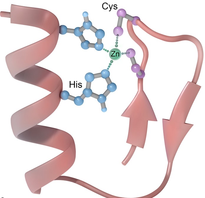 A researcher is studying the structure of different hormone receptors.  Receptor proteins are isolated and purified from a homogenized tissue sample.  Detailed structural analysis shows that one of the proteins contains a 30-amino acid motif coordinating a zinc molecule, as shown in the image below.   A receptor for which of the following hormones was most likely isolated in this experiment? A) Adrenocorticotropic hormone B) Antidiuretic hormone C) Epinephrine D) Glucagon E) Growth hormone F) Insulin G) Thyroid hormone