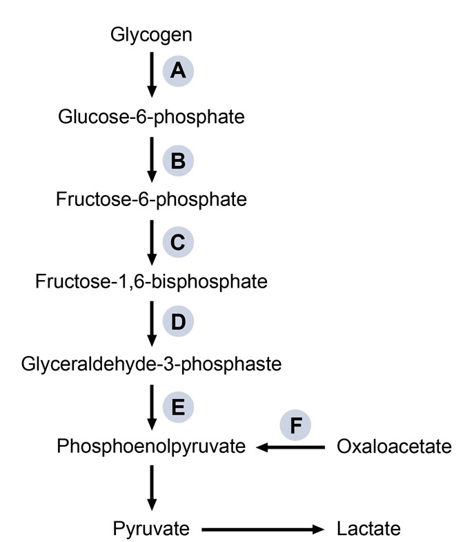 A 34-year-old woman is brought to the emergency department in the early morning with confusion, tremor, and sweating.  Her husband reports that she did not wake to her alarm clock and was difficult to arouse.  Over the past week, the patient has had similar episodes in the morning before eating and after exercise.  Past medical history is unremarkable.  Blood pressure is 135/95 mm Hg, pulse is 110/min, and respirations are 24/min.  The patient is arousable to voice but does not follow commands.  Cranial nerve examination, muscle tone, and deep tendon reflexes are normal.  A bedside fingerstick glucose level is 35 mg/dL.  The patient is given an intravenous infusion of glucose, which rapidly improves her mental status.  Further evaluation reveals that her episodes of hypoglycemia are due to increased levels of an endogenous hormone.  This hormonal imbalance is most likely causing the patient's symptoms by stimulating which of the following conversions?   A) A B) B C) C D) D E) E F) F