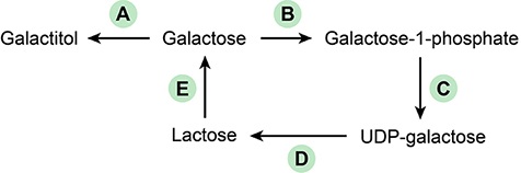 A 2-year-old boy who attends daycare is brought to the emergency department due to diarrhea, fatigue, and abdominal cramps.  The parents also state that he has foul-smelling, frothy stools.  The boy is admitted for rehydration and subsequently diagnosed with giardiasis, which is treated with metronidazole.  He improves and is discharged home.  One week after discharge, the boy is seen by the primary health care provider for recurrent symptoms of frothy, loose stools and abdominal bloating and cramping.  Which of the following steps of this pathway is most likely impaired in this patient?   A) A B) B C) C D) D E) E