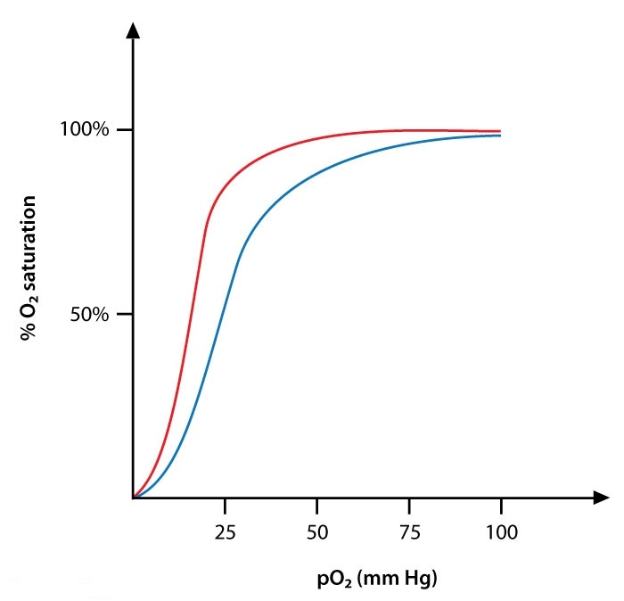 A group of investigators is researching the changes in oxygen-hemoglobin binding that occur under various clinical conditions.  They are especially interested in situations that alter the shape and position of the oxygen-hemoglobin dissociation curve.  Which of the following processes would most likely cause a shift from the blue curve to the red curve in the graph below?   A) Chronic high-altitude adaptation B) Hypothermia C) Hypoventilation D) Severe anemia E) Strenuous exercise