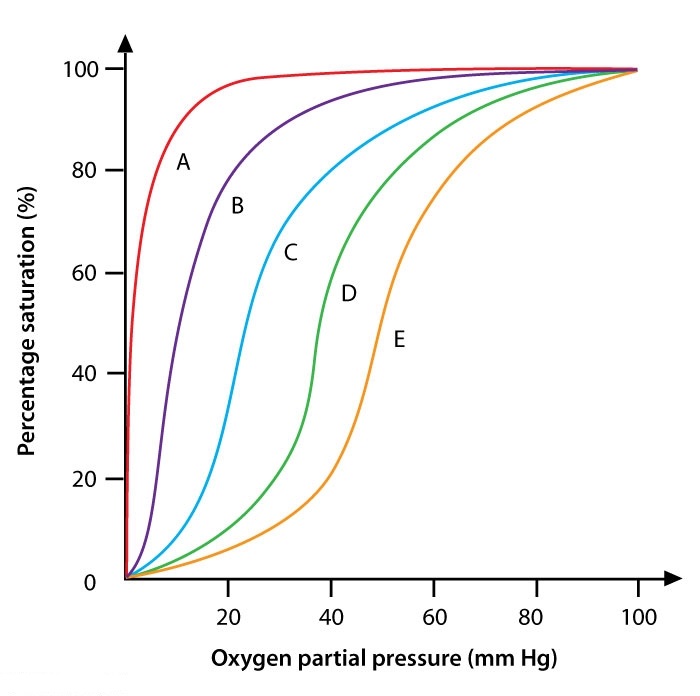 Scientists studying the principles behind oxygen-hemoglobin dissociation have discovered a way to successfully separate hemoglobin tetramers into individual alpha and beta subunits.  During an experiment, a solution is created that contains only monomeric beta-hemoglobin subunits under physiologic conditions.  If measured, the oxygen dissociation curve of the dissolved beta subunits will most likely resemble which of the following lines?   A) Line A B) Line B C) Line C D) Line D E) Line E