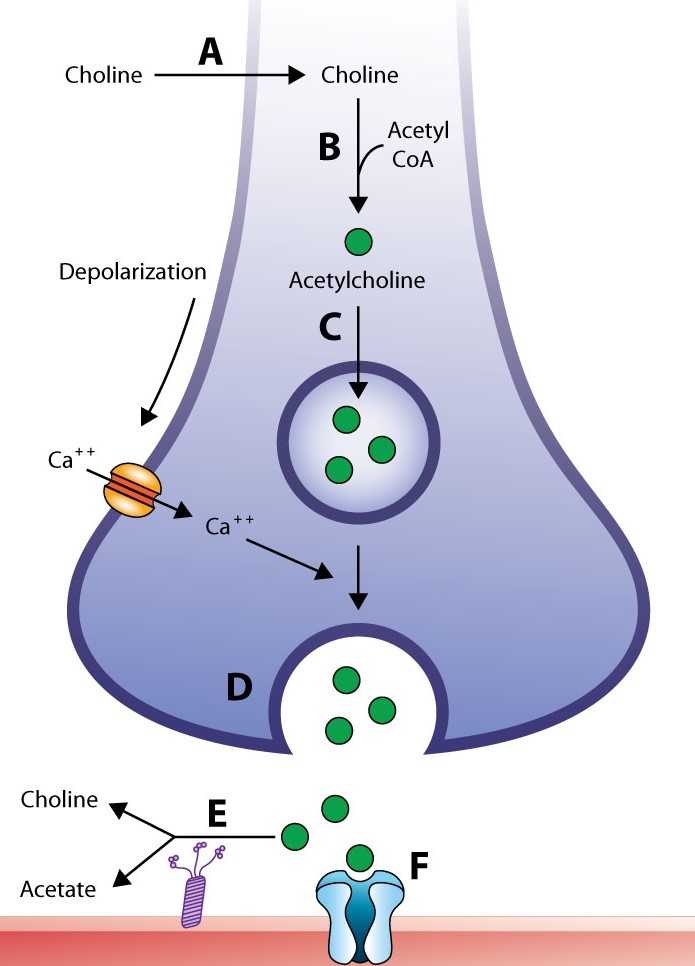 A 55-year-old farmer is brought to the emergency department after his daughter found him confused and disoriented in the tool shed at home.  He has been otherwise healthy and does not take any medications.  On physical examination, blood pressure is 110/70 mm Hg and pulse is 50/min.  The patient's pupils are symmetric, 2 mm, and reactive to light.  His eyes are tearing considerably.  There are scattered wheezes bilaterally on lung auscultation.  The patient's skin is clammy and he is sweating profusely.  Impairment of which of the following steps at the neuromuscular junction is most likely responsible for his presentation?   A) A B) B C) C D) D E) E F) F