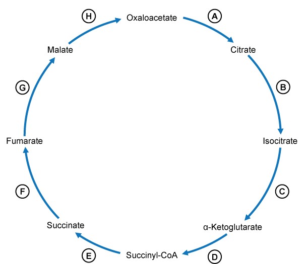 A 44-year-old homeless man is brought to the emergency department after police officers found him agitated and confused.  During transport to the hospital, he is started on intravenous fluids with dextrose.  On arrival, the patient is disoriented but cooperative.  Physical examination shows bruises on his forehead, forearms, and shins.  Extraocular findings include bilateral horizontal nystagmus and decreased lateral eye movements.  He also has an unsteady gait with widely-spaced legs and short steps.  The ambulance personnel state that the patient's extraocular movements were intact when they picked him up.  A review of the medical record shows that the patient has been admitted to the hospital with alcohol intoxication several times before.  Which of the following reactions is likely to be the most impaired in this patient?   A) A B) B C) C D) D E) E F) F G) G H) H