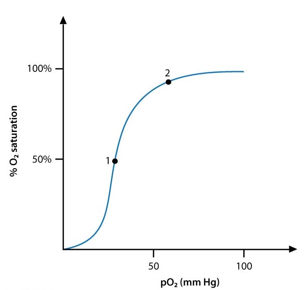 Molecular biologists studying the properties of hemoglobin are investigating the structural changes associated with oxygen loading and unloading.  During the transition from point 1 to point 2 on the graph shown below, hemoglobin molecules are most likely to release which of the following?   A) Chloride B) Heme C) Oxygen D) Phosphate E) Protons