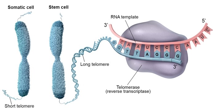 A   <strong>Telomerase</strong> is a ribonucleoprotein that adds <strong>TTAGGG</strong> repeats to the <strong>3' end of chromosomes</strong> (telomere region).  It is similar to other reverse transcriptase enzymes in that it synthesizes single-stranded DNA using single-stranded RNA as a template (<strong>RNA-dependent DNA polymerase</strong>).  Telomerase is composed of 2 main subunits, the telomerase reverse transcriptase (TERT) subunit and the telomerase RNA component (TERC).  TERC is a built-in RNA template that is repeatedly read by the TERT subunit to add TTAGGG DNA sequence repeats to telomeres. <strong>Stem cells</strong> have very <strong>long telomeres</strong> due to their high telomerase activity, allowing them to proliferate indefinitely in a controlled manner.  In contrast, most terminally differentiated adult somatic cells (eg, myocardial cells, neurons, pancreatic β cells) have short telomeres as they do not express telomerase and their telomeres shorten with every cell division <strong>(Choices C, D, and E)</strong>.  Critical shortening in telomere length is thought to be a signal for programmed cell death.  In fact, syndromes of premature aging (eg, Bloom syndrome) are associated with shortened telomeres.  In contrast, cancer cells upregulate their telomerase activity, preventing cell death by maintaining their telomere length. Stem cells are undifferentiated cells with the potential to differentiate into other cell types and can be classified as either embryonic or adult stem cells.  Although embryonic stem cells are present in the very early stages of embryogenesis and can give rise to every cell type in adult humans (pluripotent), adult stem cells are present in most tissues and are generally responsible for replacing dead cells.  For example, the epidermis is continuously replaced by stem cells present in the basal cell layers.  Bone marrow stem cells similarly replace peripheral red and white blood cells. <strong>(Choice B)</strong>  Erythrocytes have no nuclei and therefore have no potential to divide. <strong>Educational objective:</strong> Critical shortening in telomere length can signal for programmed cell death.  Telomerase is a reverse transcriptase (RNA-dependent DNA polymerase) that lengthens telomeres by adding TTAGGG repeats to the 3' end of chromosomes.  Stem cells have long telomeres due to high telomerase activity, allowing them to proliferate indefinitely in a controlled manner. __________ References: Telomere structure and telomerase in health and disease (review). (http://www.ncbi.nlm.nih.gov/pubmed/22941386)