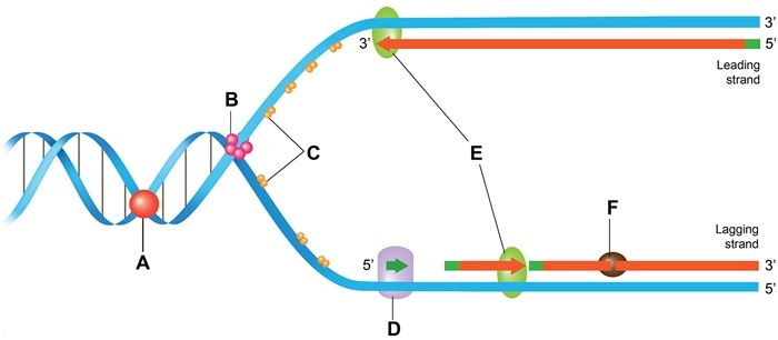 <strong>A 13-year-old boy with growth retardation, microcephaly, sun-sensitive skin rash, and recurrent infections is being evaluated for a possible inherited genetic defect.  The patient is the second-born child of a first cousin marriage.  His parents and siblings are healthy, but 2 of his maternal cousins have similar signs and symptoms.  Genetic analysis of the patient reveals a defect in the BLM gene that codes for DNA helicase.  Which of the following is the most likely site of action of this enzyme in the DNA replication fork shown below?  </strong> A)A B)B C)C D)D E)E F)F <div style=padding-top: 35px> 