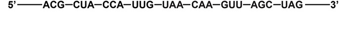 Geneticists are studying a malfunctioning protein that causes impaired endothelial cell migration and angiogenesis.  They have noticed that the amino acid sequence of the protein is truncated compared to normal controls.  The mutated mRNA strand is isolated, and analysis shows a nonsense mutation located near the 3' end of the coding region.  The 3' terminal coding sequence of the abnormal mRNA strand is shown below.   Which of the following tRNA anticodons is responsible for adding the last amino acid to the truncated polypeptide during protein translation? A) 5'-AAC-3' B) 5'-AUC-3' C) 5'-CAA-3' D) 5'-GCU-3' E) 5'-UCG-3'