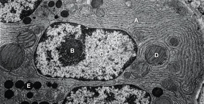 Molecular biologists are investigating the functional significance of non-coding RNA molecules.  During an experiment, they isolate large complexes containing both protein and RNA from exocrine pancreatic cells.  The complexes are found both freely floating in the cytoplasm and bound to the endoplasmic reticulum.  The RNA found within these complexes is primarily synthesized at which of the following intracellular sites?   A) A B) B C) C D) D E) E