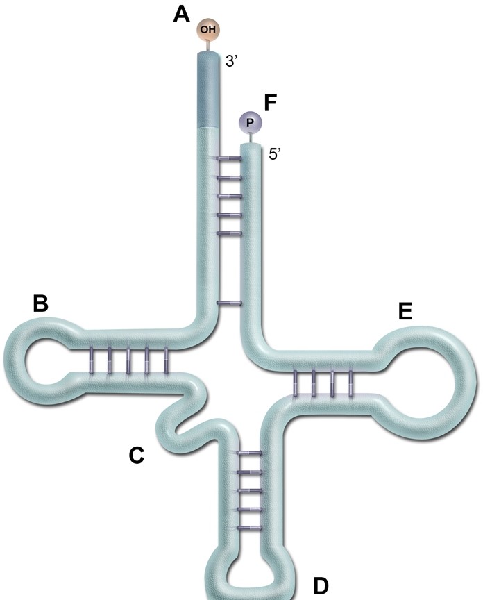 A geneticist is performing an experiment to alter protein structures by incorporating modified amino acids into their polypeptide sequences.  During the process, she incubates dermal fibroblasts in a medium containing fluorescently labeled lysine residues.  After several hours, she finds that aminoacyl tRNA synthetase in the fibroblasts  loads  lysine residues onto tRNA molecules containing the anticodon UUU.  This residue most likely attaches to tRNA at which of the following sites in the image shown below?   A) A B) B C) C D) D E) E F) F