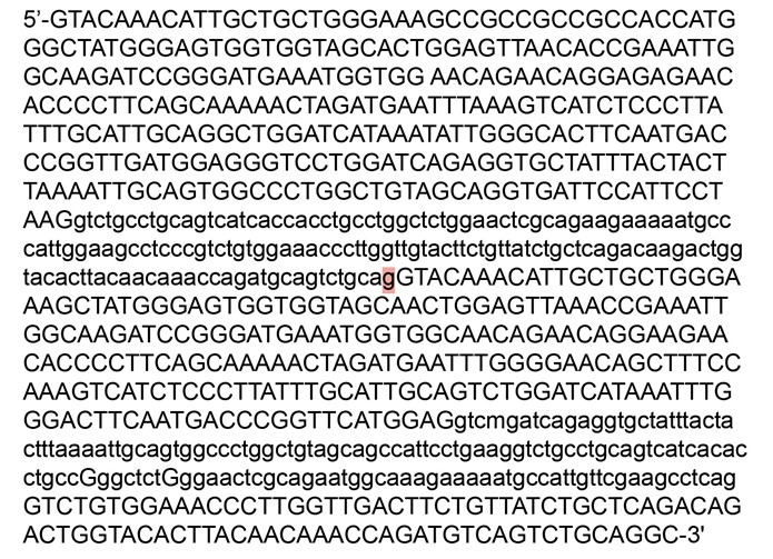 <strong>An 8-year-old boy of Ashkenazi Jewish ancestry is brought to the office after developing reduced sensitivity to pain, impaired tear formation, and orthostatic hypotension.  Familial dysautonomia is suspected due to the patient's symptoms and heritage.  This disorder is caused by loss of function of the IKAP protein, which is essential for development and survival of sensory and autonomic neurons.  IKAP gene sequencing reveals a single nucleotide substitution that causes a guanine residue to be replaced by adenine at the highlighted position in the normal gene sequence shown below.  Exon sequences are represented by capital letters and introns by lowercase letters.   Which of the following is the most likely effect of this mutation?</strong> A)Decreased mRNA export to the cytosol B)Impaired ribosomal attachment to mRNA C)Incorrect splicing of pre-mRNA D)Increased degradation of mRNA by 5' exonucleases E)Translation of the 3'-untranslated region of mRNA <div style=padding-top: 35px> 