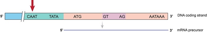 A 6-year-old girl with chronic anemia requiring repeated blood transfusions is undergoing genetic testing.  The patient's mother and older sibling have a history of mild anemia.  Her peripheral blood smear shows hypochromic, microcytic red blood cells, and hemoglobin electrophoresis reveals a predominance of hemoglobins F and A2.  Sequencing of the β-globin gene is performed using the patient's erythroblast DNA.  A schematic representation of the gene and its transcribed RNA is shown in the image below.   The base sequence indicated by the bold red arrow is responsible for which of the following functions? A) Enhancement of transcription B) Initiation of transcription C) Initiation of translation D) Repression of transcription E) Termination of transcription