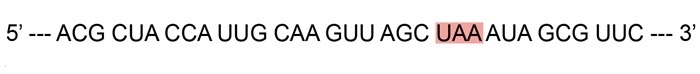 <strong>A pharmaceutical researcher develops a new drug that affects bacterial protein synthesis.  In an experiment, Escherichia coli is exposed to the drug and serially cultured in media containing tagged nucleotides and amino acids.  It is found that the drug inhibits molecules that recognize the highlighted codon in the bacterial mRNA fragment shown in the image below.   Which of the following molecules is the most likely target of this drug?</strong> A)Charged tRNA B)Elongation factor 2 C)Releasing factor 1 D)snRNP E)Transcription factor II D F)Uncharged tRNA <div style=padding-top: 35px> 