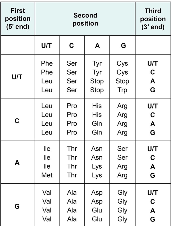 A 14-year-old boy with chronic anemia is being evaluated after experiencing several episodes of chest, back, and extremity pain.  Peripheral blood smear shows sickle-shaped red cells.  Genetic testing reveals that the patient is homozygous for a point mutation in the beta-globin gene, resulting in a glutamic acid to valine substitution at position 6.  Sequencing of the beta-globin gene would most likely reveal which of the following changes? (The genetic code is shown in the figure below.)    A) CAA → GTT B) CAT → CTT C) TTA → CTA D) GAA → GUA E) GAG → GTG F) GTA → GAA