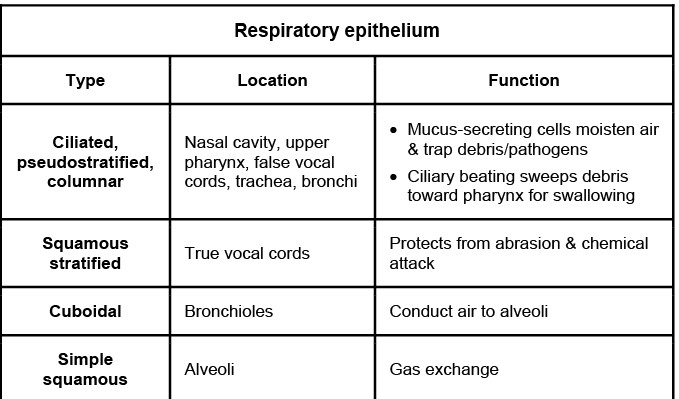 E   This patient's verrucous, skin-colored genital lesion is most consistent with condylomata acuminatum, also known as anogenital warts.  Condylomata acuminatum is caused by <strong>human papillomavirus (HPV)</strong>, a small <strong>double-stranded DNA virus</strong> with >100 subtypes.  HPV is the most common sexually transmitted disease and can be transmitted by vaginal, anal, and oral intercourse.  Most infections are cleared by host immunity, but <strong>types 6</strong> and <strong>11</strong> can result in warts. HPV infects basal epithelial cells through small breaks in the skin or mucosal surfaces.  It has a predilection for <strong>stratified squamous epithelium</strong>, which is found in the anal canal, vagina, and cervix.  In the respiratory tract, the <strong>true vocal cords</strong> are the only area covered with stratified squamous epithelium.  The vocal cords undergo near-constant friction and abrasion to produce speech.  Stratified squamous epithelium is protective, as deeper cells can replace surface cells that are damaged. Infants can acquire respiratory papillomatosis via passage through the birth canal of mothers infected with the virus.  Warty growths on the true vocal cords can lead to a weak cry, hoarseness, and stridor. <strong>(Choice A)</strong>  The alveoli are comprised of simple squamous epithelium.  This thin and flat epithelium facilitates rapid transmembrane exchange of oxygen and carbon dioxide. <strong>(Choice B)</strong> The false vocal cords, also known as ventricular folds, are folds of mucous membrane lined in respiratory epithelium, which is ciliated, pseudostratified, columnar, and mucus-secreting.  The false vocal cords are adjacent to the true vocal cords and help to lubricate the true vocal cords with mucus and protect the airway from foreign bodies. <strong>(Choices C and D)</strong>  The paranasal sinuses and trachea also are lined in respiratory epithelium.  This ciliated, pseudostratified, columnar, and mucus-secreting epithelium protects the respiratory tract from debris and pathogens.  Goblet cells secrete mucus to trap particulate matter, and the cilia beat in a rhythmic fashion to propel this mucus/debris toward the oral cavity, where it can be swallowed or coughed up. <strong>Educational objective:</strong> Human papilloma virus (HPV) is a small DNA virus with a tropism for stratified squamous epithelium, which protectively lines anatomical areas that undergo frequent friction and abrasion, including the true vocal cords, cervix, and anus.  Infants can acquire respiratory papillomatosis via passage through an HPV-infected birth canal. __________ References: Epithelial Cell Responses to Infection with Human Papillomavirus (http://www.ncbi.nlm.nih.gov/pubmed/22491770) Prevalence of human papillomavirus (HPV) in upper respiratory tract mucosa in a group of pre-school children. (http://www.ncbi.nlm.nih.gov/pubmed/25528927) Genital warts: a comprehensive review (http://www.ncbi.nlm.nih.gov/pubmed/22768354)