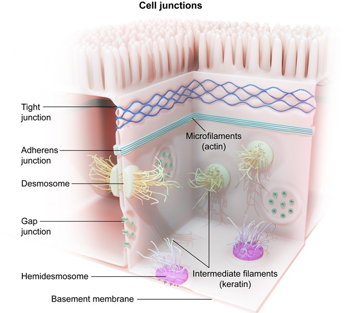 F   This patient's Parkinson symptoms do not improve with intravenous dopamine infusion because dopamine is unable to cross the blood-brain barrier.  The <strong>blood-brain barrier</strong> is formed by tight junctions between nonfenestrated capillary endothelial cells that prevent the <strong>paracellular</strong> passage of fluid and solutes.  <strong>Tight junctions</strong>, also known as zonulae occludentes, are composed of transmembrane proteins (eg, claudins and occludins) that associate with actin filaments, forming a <strong>beltlike seal</strong> around the apical intercellular space.  This seal only permits the passage of substances from the blood to the brain via transcellular movement. Transcellular movement of dopamine is limited by the molecule's low lipid solubility and the lack of dopamine-specific transport carriers in capillary endothelial cells of the blood-brain barrier.  L-DOPA (dopamine precursor) also has low lipid solubility, but it is able to enter the brain due to its high affinity for the large neutral amino acid transporter. <strong>(Choice A)</strong>  Desmosomes (maculae adherentes) are spotlike junctions that anchor adjacent cells together via keratin intermediate filament interactions.  Autoantibodies against desmosomes in the stratum spinosum of the skin cause pemphigus vulgaris. <strong>(Choice B)</strong>  Fenestrae are small pores within endothelial cells that allow free fluid exchange between the intravascular and extravascular spaces.  They are found in capillaries perfusing the intestine, renal tubules, and endocrine glands. <strong>(Choice C)</strong>  Gap junctions are composed of connexin proteins that create channels between cells, permitting the free passage of small ions (eg, Ca<sup>2+</sup>) and molecules. <strong>(Choice D)</strong>  Hemidesmosomes are similar to desmosomes but bind the basal layer of epithelial cells to the basement membrane.  Autoantibodies against hemidesmosomes in the skin cause bullous pemphigoid. <strong>(Choice E)</strong>  Intermediate junctions (zonula adherens or belt desmosomes) are located below tight junctions and form a beltlike anchor between adjacent cells in association with actin microfilaments. <strong>Educational objective:</strong> The blood-brain barrier is formed by tight junctions between nonfenestrated capillary endothelial cells that prevent the paracellular passage of fluid and solutes.  This barrier only permits the passage of substances from the blood to the brain via transcellular movement across the endothelial plasma membrane, which is limited by diffusion or carrier-mediated transport. __________ References: Tight junction in blood-brain barrier: an overview of structure, regulation, and regulator substances. (http://www.ncbi.nlm.nih.gov/pubmed/22686334)