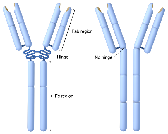 Immunoglobulins of different classes have different structures.  Some immunoglobulins have long hinge regions between the Fab and Fc regions, whereas others lack the hinge region, as shown in the image below:   The hinge region provides movement flexibility to the Fab regions.  This is most likely to affect which of the following immunoglobulin properties? A) Affinity to antigen B) Antibody polymerization C) Avidity to antigen D) Effector cell interaction E) Effector cell specificity