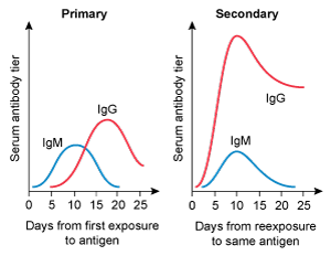 <strong>A 4-year-old kid is brought to the clinic for her yearly checkup. She has no chronic medical issues and has had all previously advised vaccines. Today, the patient will receive multiple immunizations, including a second measles vaccine. Which of the following IgM and IgG trends are likely to develop following initial and subsequent measles vaccinations?</strong> A) B) C) D) E)