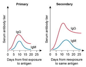 <strong>A 4-year-old kid is brought to the clinic for her yearly checkup. She has no chronic medical issues and has had all previously advised vaccines. Today, the patient will receive multiple immunizations, including a second measles vaccine. Which of the following IgM and IgG trends are likely to develop following initial and subsequent measles vaccinations?</strong> A) B) C) D) E)