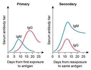 <strong>A 4-year-old kid is brought to the clinic for her yearly checkup. She has no chronic medical issues and has had all previously advised vaccines. Today, the patient will receive multiple immunizations, including a second measles vaccine. Which of the following IgM and IgG trends are likely to develop following initial and subsequent measles vaccinations?</strong> A) B) C) D) E)
