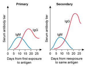 <strong>A 4-year-old kid is brought to the clinic for her yearly checkup. She has no chronic medical issues and has had all previously advised vaccines. Today, the patient will receive multiple immunizations, including a second measles vaccine. Which of the following IgM and IgG trends are likely to develop following initial and subsequent measles vaccinations?</strong> A) B) C) D) E)