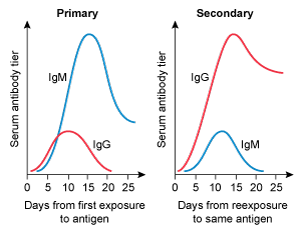 <strong>A 4-year-old kid is brought to the clinic for her yearly checkup. She has no chronic medical issues and has had all previously advised vaccines. Today, the patient will receive multiple immunizations, including a second measles vaccine. Which of the following IgM and IgG trends are likely to develop following initial and subsequent measles vaccinations?</strong> A) B) C) D) E)