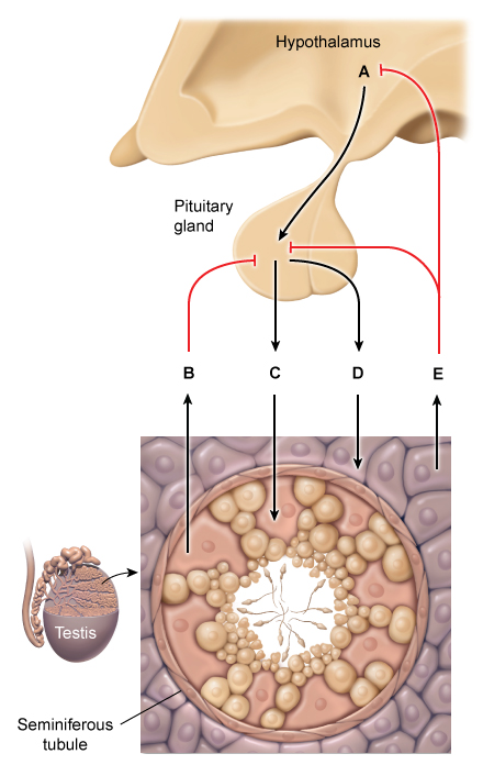 A 14-year-old boy is brought to the physician by his mother.  She is concerned because although tall, her son looks much younger than his peers and shows no signs of  masculinity.   On physical examination, the boy has poorly developed secondary sexual characteristics.  He is unable to distinguish smells but has good visual acuity.  Which of the following pathways is most likely defective in this patient?   A) A B) B C) C D) D E) E