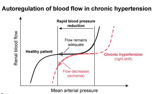 A   This patient with chronic hypertension has hypertensive urgency.  He received hydralazine, a fast-acting antihypertensive agent.  After abrupt normalization of blood pressure (BP), he developed acute tubular necrosis (ATN) (granular casts).  This sequence of events is consistent with <strong>normotensive ischemia</strong> (ie, inadequate renal perfusion despite a normal BP). <strong>Blood flow autoregulation</strong> allows organs to receive the same perfusion (flow) across a wide range of pressure.  In the kidneys, blood flow autoregulation involves 2 key mechanisms: The autoregulation response protects organs from dangerous, persistent BP elevations.  In <strong>chronic hypertension</strong>, there is <strong>baseline constriction</strong> of afferent glomerular arterioles.  This causes the entire renal autoregulation curve to be <strong>shifted to the right</strong>: a hypertensive patient's kidneys <strong>receive less blood flow at any given BP</strong> relative to those of a healthy patient without hypertension.  Quickly lowering the BP to normal (eg, 145/95 mm Hg) causes a steep drop in blood flow, leading to ischemic ATN; as a result, BP should be lowered gently, targeting above-normal values (eg, 25% reduction over several hours). <strong>(Choice B)</strong>  Drug-induced lupus, a rare adverse effect of hydralazine, causes acute kidney injury (AKI) due to immune complex-mediated glomerulonephritis.  However, an active urine sediment (eg, red cells, white cells, casts) and other systemic signs of lupus (eg, rash, pleuritis) would be expected. <strong>(Choice C)</strong>  Drug-induced allergic interstitial nephritis is an eosinophilic AKI usually triggered by beta-lactam antibiotics and nonsteroidal anti-inflammatory drugs.  It occurs after continual exposure (eg, several days), and eosinophiluria is usually present. <strong>(Choice D)</strong>  Some drugs (eg, acyclovir, indinavir) can precipitate in the urine, causing AKI due to crystalluria.  Urine sediment may show tubular necrosis (eg, granular casts), but crystals are usually also seen. <strong>(Choice E)</strong>  Decreased cardiac output can cause prerenal AKI, which may evolve to ischemic ATN.  However, treatment with hydralazine lowers the systemic vascular resistance, which reduces cardiac afterload.  This will lead to an increase in overall cardiac output. <strong>Educational objective:</strong> In patients with long-standing hypertension, a chronic autoregulatory shift in the blood pressure-flow relationship occurs, affording less perfusion (flow) at any given pressure.  Therefore, excessively rapid correction of blood pressure toward normal may induce relative ischemia.