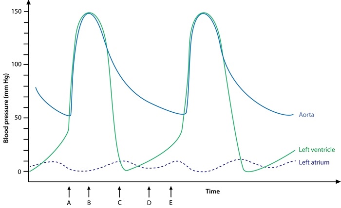 A 52-year-old man comes to the office due to a 2-week history of progressive fatigue and exertional dyspnea.  The patient is a postal delivery worker and reports that he gets short of breath after walking a few blocks.  He has not had chest pain or palpitations.  The patient does not use tobacco, alcohol, or illicit drugs.  Cardiac auscultation reveals a murmur that is best heard when the patient sits up and leans forward.  He brings to the office the report from a recent cardiac catheterization (graph shown below) .  This patient's murmur would most likely be loudest at which of the following time points on the graph?   A) A B) B C) C D) D E) E