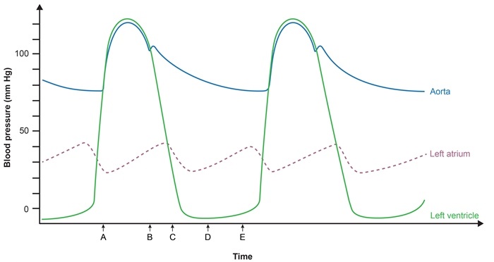<strong>A 32-year-old woman comes to the office due to progressive exertional dyspnea and easy fatigability.  She immigrated to the United States from India several years ago and reports a history of rheumatic fever during her childhood.  Cardiac auscultation reveals a diastolic high-frequency sound and a rumbling diastolic murmur heard best in the left fifth intercostal space at the midclavicular line.  Cardiac catheterization is performed for hemodynamic evaluation, and the results are represented below.  Timing of the high-frequency sound heard during cardiac auscultation of this patient best corresponds to which of the following letters?  </strong> A)A B)B C)C D)D E)E <div style=padding-top: 35px> 