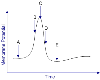 A 34-year-old man comes to the emergency department complaining of weakness, dizziness, and paresthesias involving his face and extremities.  He has never had symptoms like this before.  Two hours earlier, he ate fish at a new Japanese restaurant.  Neurological examination shows reduced muscle strength and decreased deep-tendon reflexes.  Which of the following parts of the action potential curve is most likely impaired in this patient?   A) A B) B C) C D) D E) E