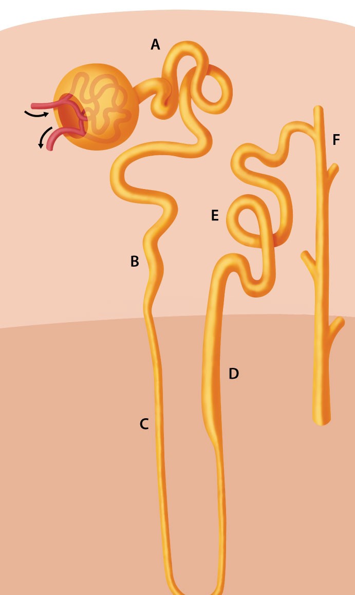 <strong>A 71-year-old woman comes to the office for follow-up. She has a history of systolic heart failure and was hospitalized 2 weeks ago for an exacerbation, which was treated with intravenous diuretics. Since discharge the patient has been taking oral diuretics and says her shortness of breath has improved, but she is now experiencing muscle weakness and cramping. Blood pressure is 128/72 mm Hg and pulse is 80/min. Physical examination shows mildly decreased muscle strength in the lower extremities. Laboratory evaluation reveals a serum potassium level of 2.2 mEq/L. The patient receives potassium supplements, which improve the weakness. Another diuretic is added to her medical regimen to help prevent this adverse effect in the future. This additional medication predominantly acts on which of the following nephron segments? </strong> A)A B)B C)C D)D E)E F)F