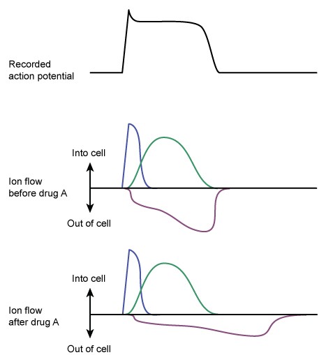 A new antiarrhythmic medication (drug A)  is tested in a series of experiments that measure the flow of ions responsible for producing an action potential in cardiac muscle cells.  Ion flow is measured before and after the drug is administered, and the results are shown in the chart below (each colored line represents a different type of ion) .   Drug A has an antiarrhythmic effect most similar to which of the following drugs? A) Adenosine B) Digoxin C) Dofetilide D) Esmolol E) Flecainide F) Lidocaine G) Quinidine H) Verapamil