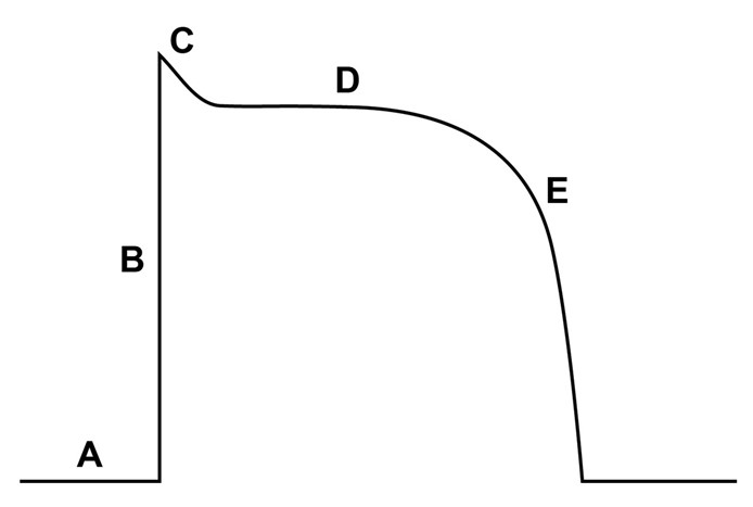 <strong>A 37-year-old man with no significant medical history comes to the office due to intermittent palpitations. He has a healthy lifestyle, exercises daily, and does not use tobacco, alcohol, or illicit drugs. ECG shows atrial fibrillation with rapid ventricular response. Echocardiogram reveals normal heart function with no significant valvular disease. The patient is started on an antiarrhythmic medication that is known to be effective against both atrial and ventricular arrhythmias. On ECG, this medication causes QRS prolongation with only minimal increase in QT interval duration. Which of the following regions of the action potential curve is most affected by this drug? </strong> A)A B)B C)C D)D E)E