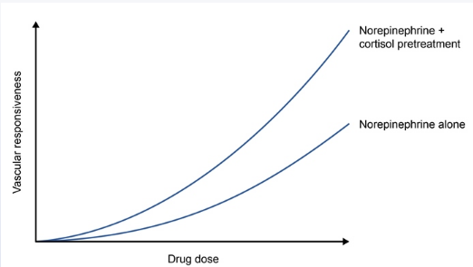 The effects of cortisol on vascular reactivity are studied in a series of experiments in hypophysectomized rats. Their preliminary research demonstrates that administering cortisol by itself does not cause a vascular response. After that, the scientists assess the vascular response to an injection of norepinephrine both with and without a cortisol pretreatment. The graph below displays the outcomes of their experiments.   Which of the following pharmacologic principles best describes the effect of cortisol in this experiment? A) Additive effect B) Alteration in metabolism C) Permissiveness D) Synergistic effect E) Tachyphylaxis