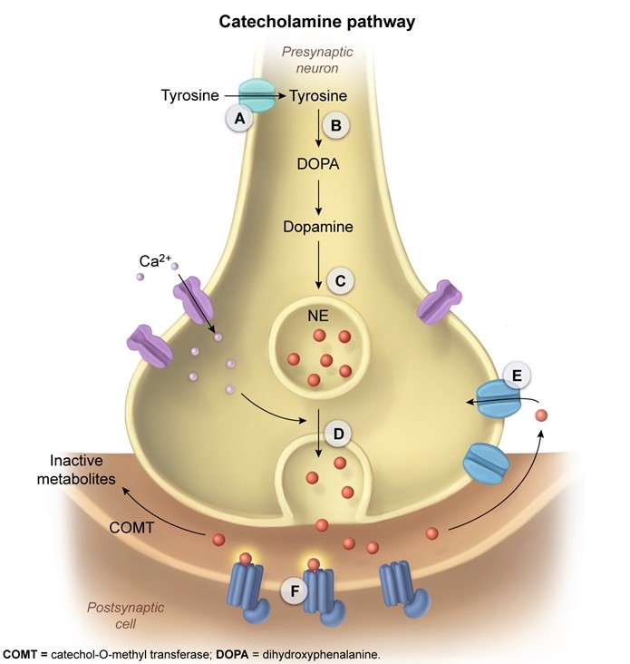 A 55-year-old man comes to the office due to intermittent shortness of breath, cough, and chest tightness over the past 3 months.  The patient had asthma as a child that improved in adolescence, and he has not required inhalers or steroids since.  He feels that his current symptoms are similar to his prior asthma symptoms.  The patient was recently diagnosed with essential tremor, which has improved with medical therapy; he has no other chronic medical conditions.  He is a lifetime nonsmoker and does not use alcohol or illicit drugs.  Blood pressure is 125/75 mm Hg, pulse is 58/min, and respirations are 16/min.  Physical examination reveals bilateral scattered expiratory wheezes.  Heart sounds are normal and there is no extremity edema.  This patient's symptom recurrence is most likely attributable to a medication that affects which of the following steps?   A) A B) B C) C D) D E) E F) F