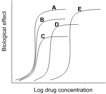 Researchers looked at how various muscarinic agonists and antagonists affected the bladder's musculature. The curves shown below were created after various chemicals were applied. The impact of bethanechol, a pure cholinergic agonist, is shown by Curve A.   Which of the curves most likely represents the effect of bethanechol after application of a reversible competitive antagonist? A) Curve A B) Curve B C) Curve C D) Curve D E) Curve E