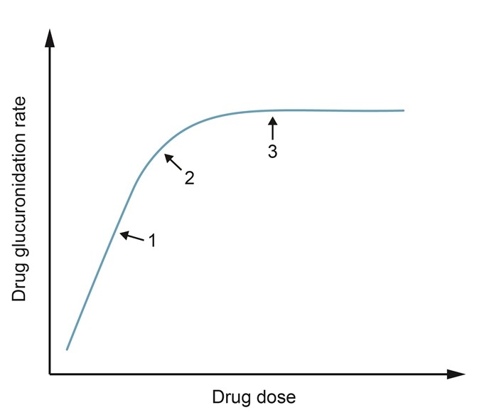 A large, multinational drug corporation conducts a phase I clinical trial to evaluate the safety profile and pharmacokinetic properties of a new drug designed to treat refractory epilepsy.  Initial studies in animals showed that the drug undergoes extensive metabolism by the liver into glucuronidation byproducts that are primarily excreted by the kidneys.  The curve below demonstrates the glucuronidation rate of the drug over a wide range of doses.   Which of the following is the most accurate statement about this drug's metabolism? A) A constant proportion of the drug is metabolized past point 3 B) Bioavailability of the drug is highest at point 1 C) Biotransformation of the drug ceases near point 2 D) Metabolism begins to switch to zero-order kinetics near point 2 E) The rate of drug metabolism is not dependent on dose before point 1