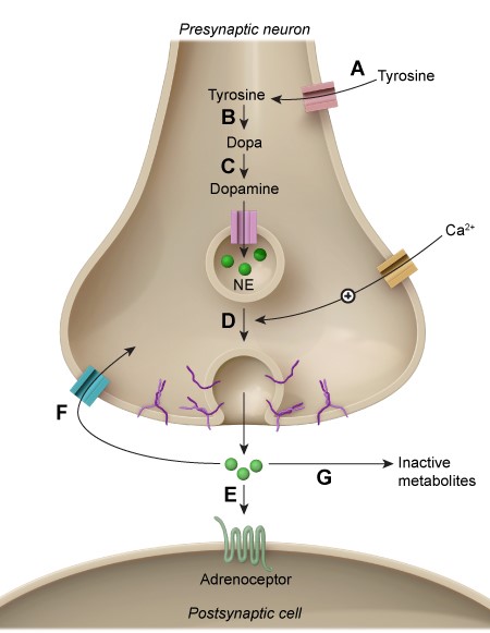 A 32-year-old man is brought to the emergency department by police after an altercation at a local pub.  He is agitated and says that his chest hurts.  Blood pressure is 170/100 mm Hg and pulse is 130/min and regular.  On physical examination, the patient is combative and uncooperative.  There are no signs of physical injury.  His pupils are dilated and reactive to light.  Examination shows nasal perforation.  ECG reveals myocardial ischemia.  Inhibition of which of the following processes is most likely responsible for this patient's presentation?   A) A B) B C) C D) D E) E F) F G) G