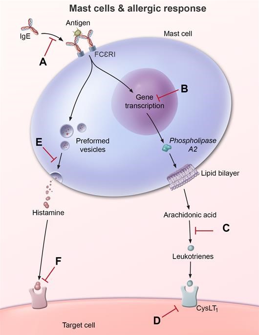 A 10-year-old boy with a history of mild, persistent asthma is brought to the office for follow-up.  His asthma symptoms are controlled with an inhaled beta-agonist and inhaled glucocorticoid therapy.  There is no family history of asthma, but both his parents and older brother have short stature.  The patient's mother is concerned about the use of glucocorticoids because she read on the Internet that they cause growth retardation.  The patient's glucocorticoid medication is stopped, and he is started on a trial of inhaled cromolyn.  Which of the following is the most likely site of action of this new medication?   A) A B) B C) C D) D E) E F) F